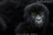 mountain-gorilla-gorilla-gorilla-beringei-infant-portrait
