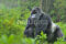 mountain-gorilla-silverback-in-susa-group-parc-national-des-volcansrwanda