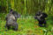 two-male-mountain-gorilla-gorilla-beringei-facing-up-and-chest-beating-in-a-dominance-behaviour
