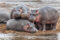 creche-of-hippopotamus-babies