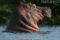 hippopotamus-with-head-raised-above-water-surface