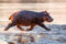 young-hippo-trotting-to-the-luangwa-river-at-sunrise