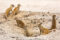 yellow-mongoose-family-group-around-burrow