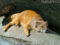 yellow-mongoose-sunbathing