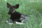 okapi-calf-resting-in-grass