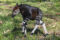 okapi-calf-walking
