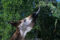 okapi-feeding-with-long-tongue-extended