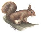 Sciurus vulgaris