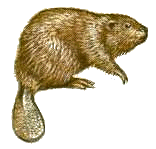 Castor canadensis